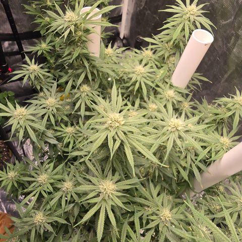 Space Queen growlog timeline photo