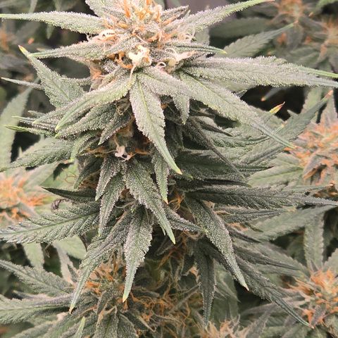 Space Queen growlog timeline photo