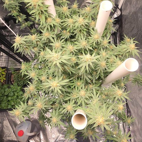 Space Queen growlog timeline photo