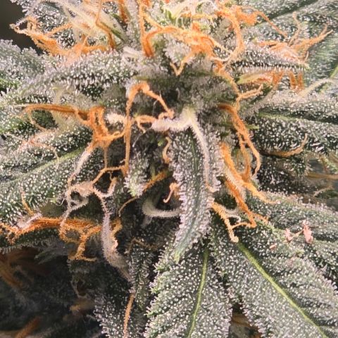 Space Queen growlog timeline photo