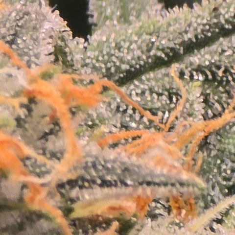 Space Queen growlog timeline photo