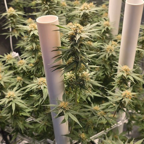 Space Queen growlog timeline photo