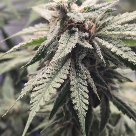 Huckleberry Pie (Abby) growlog timeline photo