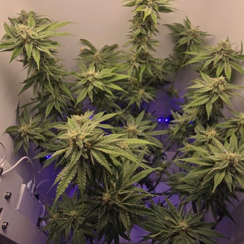 Huckleberry Pie (Abby) growlog timeline photo