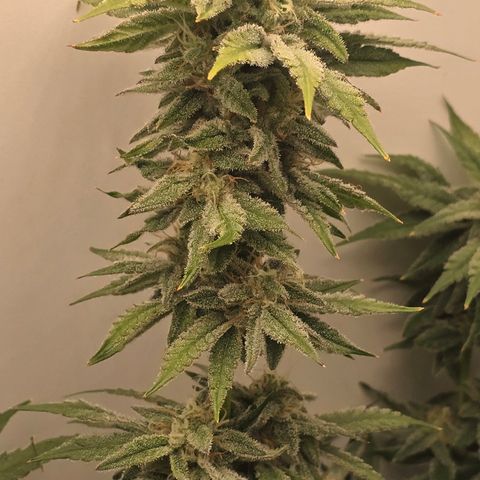 Huckleberry Pie (Abby) growlog timeline photo