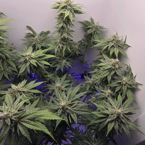 Huckleberry Pie (Abby) growlog timeline photo