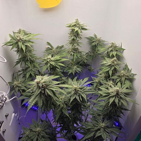 Huckleberry Pie (Abby) growlog timeline photo