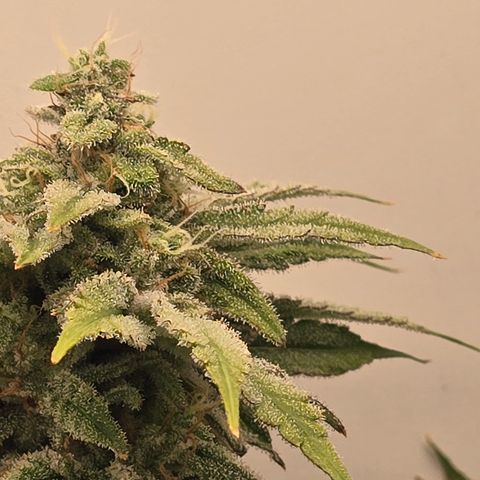 Huckleberry Pie (Abby) growlog timeline photo