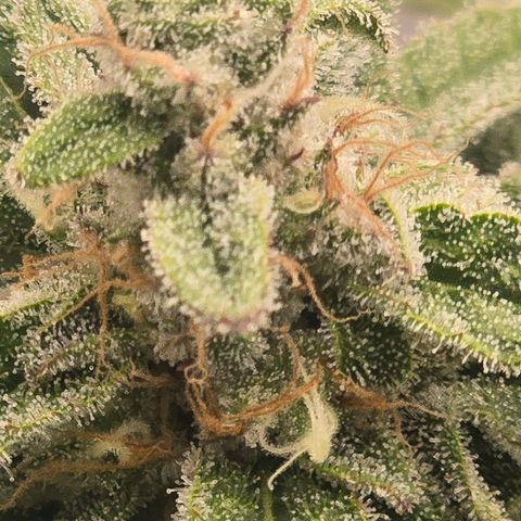 Huckleberry Pie (Abby) growlog timeline photo