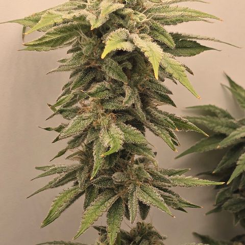 Huckleberry Pie (Abby) growlog timeline photo