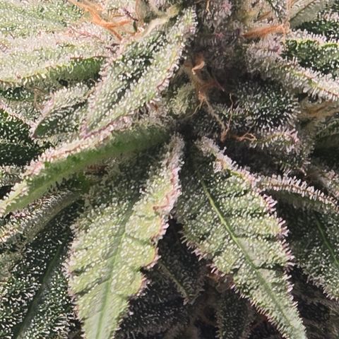 Huckleberry Pie (Abby) growlog timeline photo