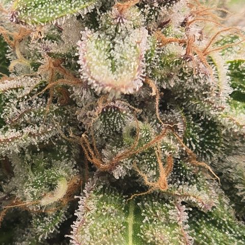 Huckleberry Pie (Abby) growlog timeline photo