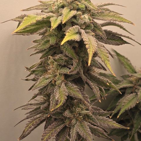 Huckleberry Pie (Abby) growlog timeline photo