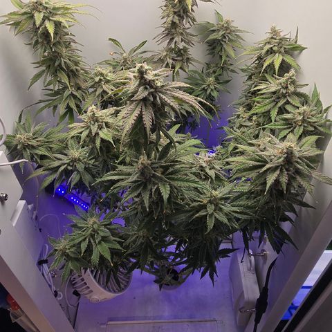 Huckleberry Pie (Abby) growlog timeline photo