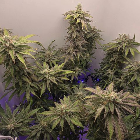 Huckleberry Pie (Abby) growlog timeline photo