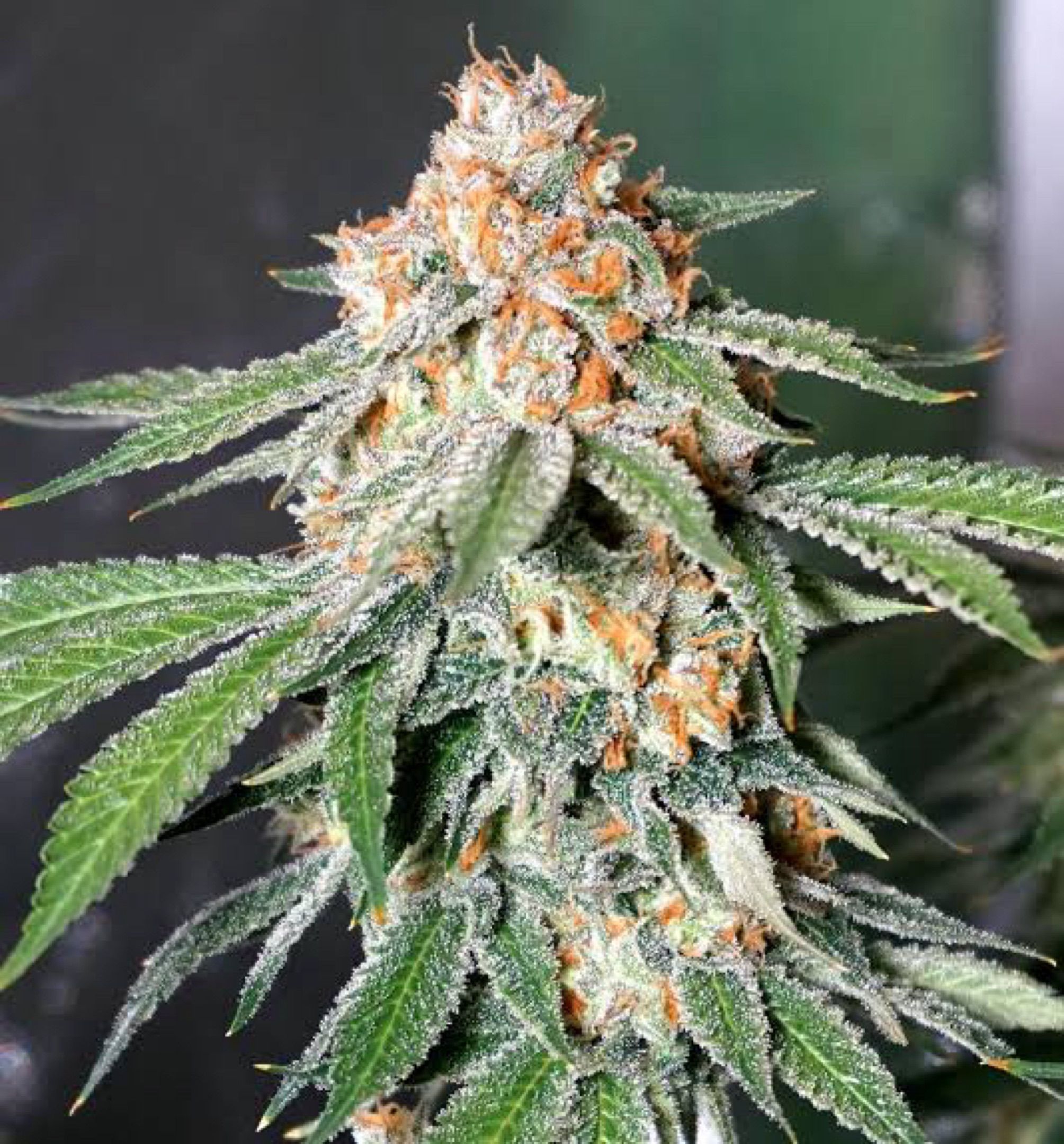 Banana Kush auto growlog header