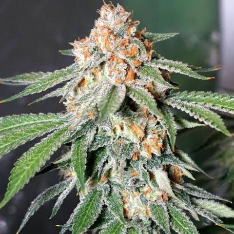 Banana Kush auto growlog photo
