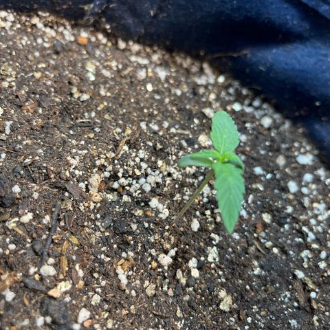 Banana Kush auto growlog photo