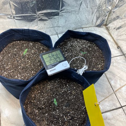 Banana Kush auto growlog photo