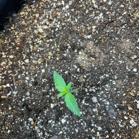 Banana Kush auto growlog photo