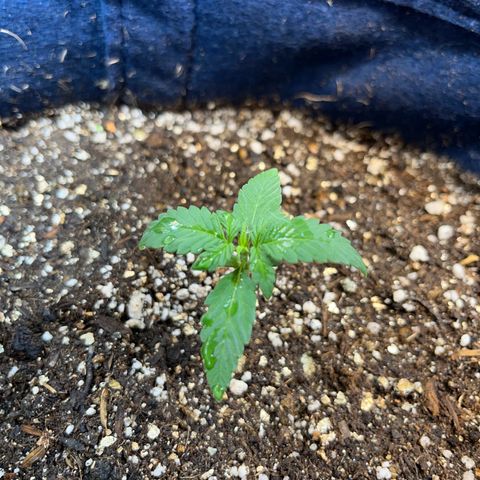 Banana Kush auto growlog photo