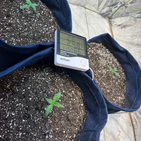 Banana Kush auto growlog timeline photo