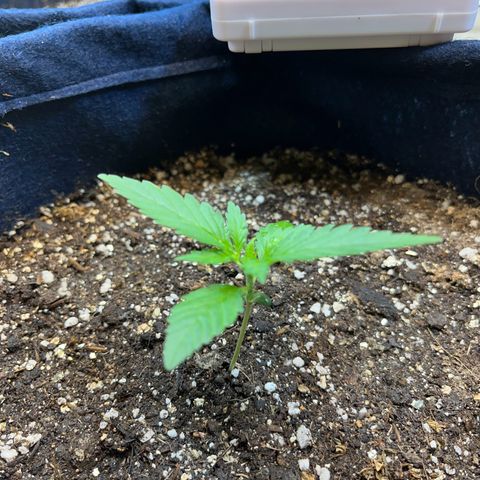 Banana Kush auto growlog photo: 13 dias de solo hoje 