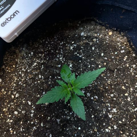 Banana Kush auto growlog photo: 13 dias de solo hoje 