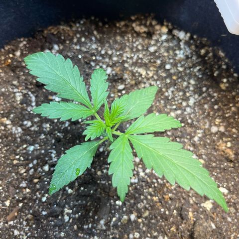 Banana Kush auto growlog photo: 15 dias de solo