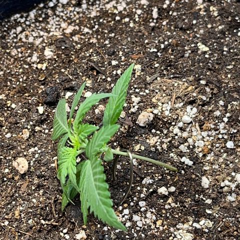 Banana Kush auto growlog photo: Fiz o primeiro treinamento hoje 