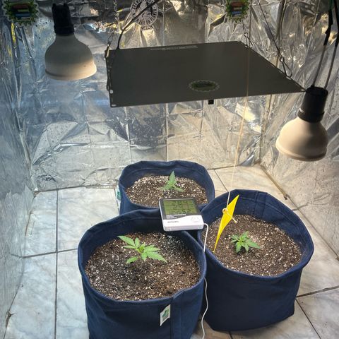 Banana Kush auto growlog photo: 15 dias de solo baixei o led pra 50cm ppfd batendo em média 400