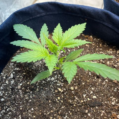Banana Kush auto growlog photo: 1 dia após a rega com chá de lentilha 