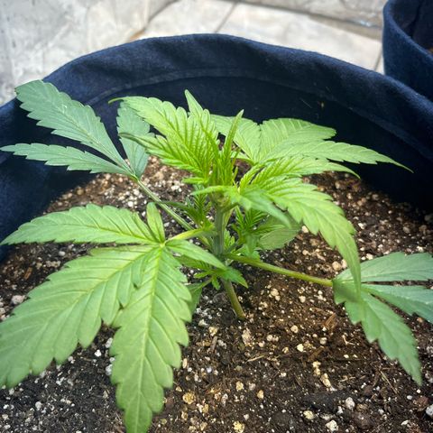 Banana Kush auto growlog photo: 20 dias de vida 