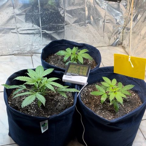 Banana Kush auto growlog photo: Fiz a segunda rega com chá de lentilha e percebi um desenvolvimento absurdo após a primeira aplicação. Hoje estão com 22 dias de solo.