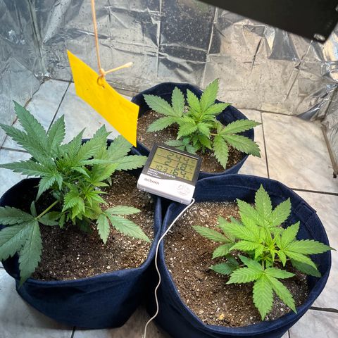 Banana Kush auto growlog photo: 25 dias de solo hoje 