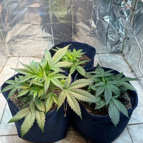 Banana Kush auto growlog photo: 30 dias de solo hoje. Apenas uma delas está se desenvolvendo legal. As demais estão bem lentas.