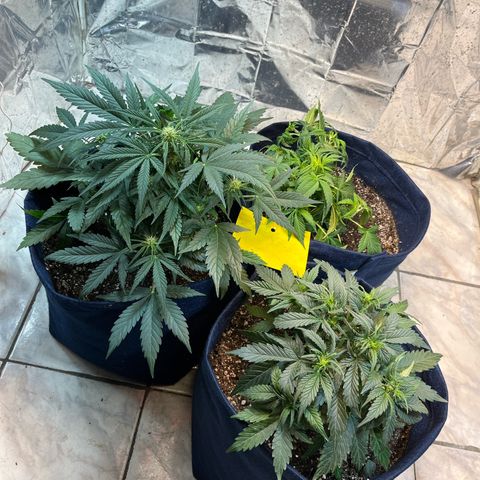 Banana Kush auto growlog photo: 37 dias de solo e já estão florindo porém por terem travado estão bem pequenas, acredito que o rendimento vai ser bem baixo.