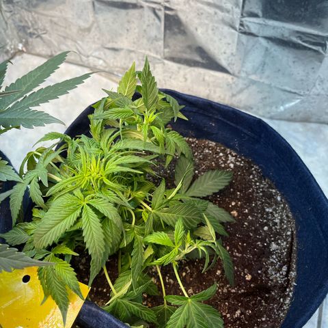 Banana Kush auto growlog photo: 37 dias de solo e já estão florindo porém por terem travado estão bem pequenas, acredito que o rendimento vai ser bem baixo.