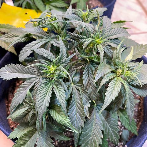Banana Kush auto growlog photo: 37 dias de solo e já estão florindo porém por terem travado estão bem pequenas, acredito que o rendimento vai ser bem baixo.