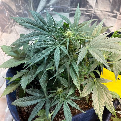 Banana Kush auto growlog photo: 37 dias de solo e já estão florindo porém por terem travado estão bem pequenas, acredito que o rendimento vai ser bem baixo.