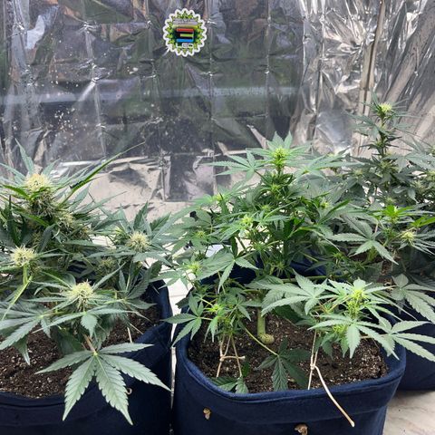 Banana Kush auto growlog photo: 48 dias de solo