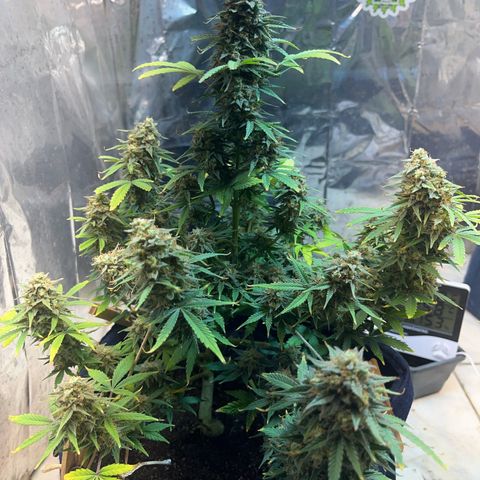 Banana Kush auto growlog photo: Última semana antes da colheita 
