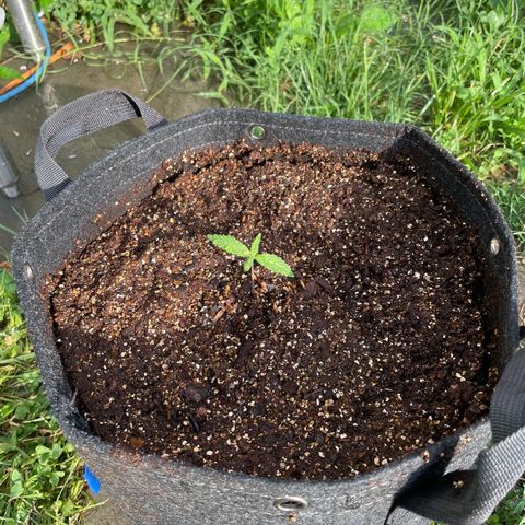 1. Laughing Buddha growlog photo:  Transplanted to big pot with Dr. Bugbee soil
