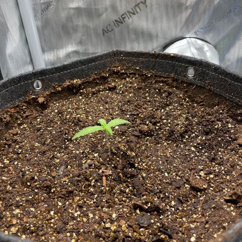 1. Laughing Buddha growlog photo:  Doesn’t seem too stressed by the transplant it isn’t growing rapidly