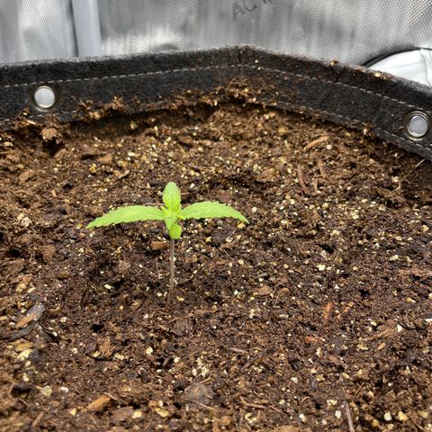 1. Laughing Buddha growlog photo: Water with fertilizer 