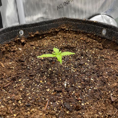 1. Laughing Buddha growlog timeline photo