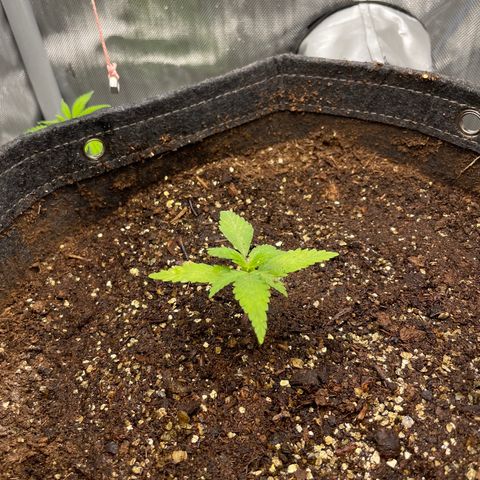 1. Laughing Buddha growlog photo:  Looking more and more yellow 
