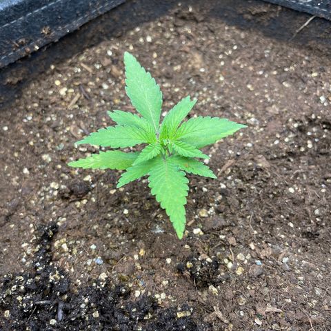 1. Laughing Buddha growlog photo:  Not as badly yellowed as pre-lime application