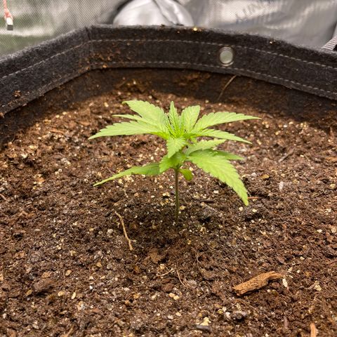 1. Laughing Buddha growlog timeline photo