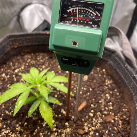 1. Laughing Buddha growlog photo: 
Testing the pH of the soil with a brand new soil meter. It rains about 3 1/2